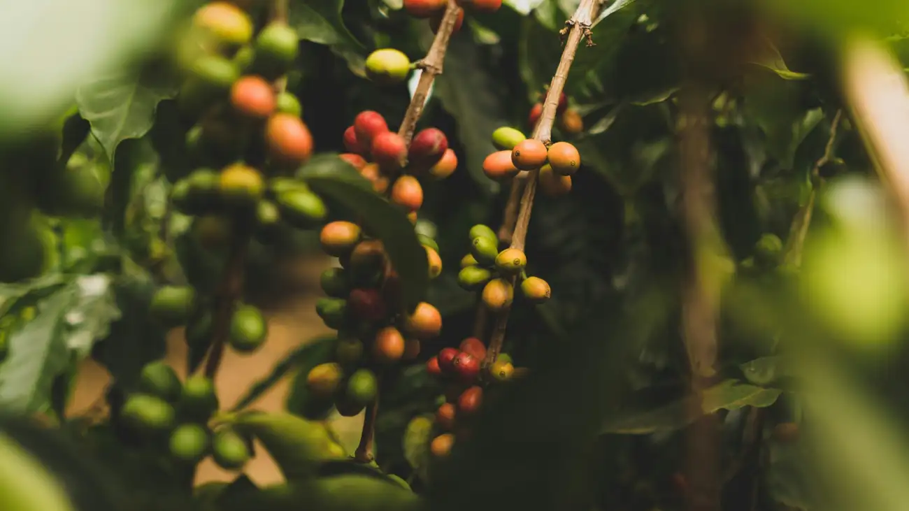 clint-mckoy-h28p96ICizo-unsplash (1) (1)