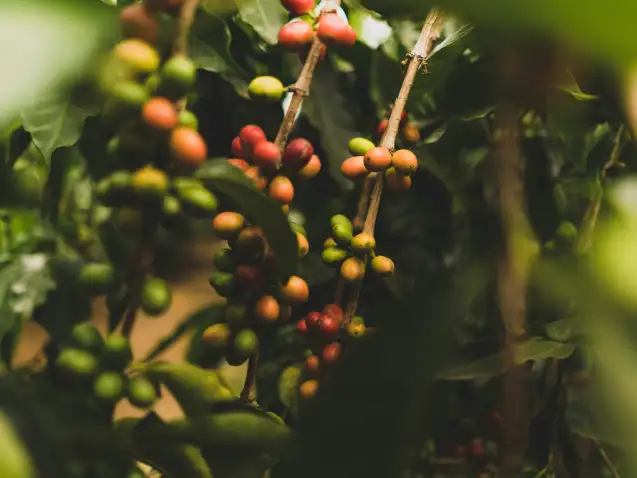 clint-mckoy-h28p96ICizo-unsplash (1) (1)
